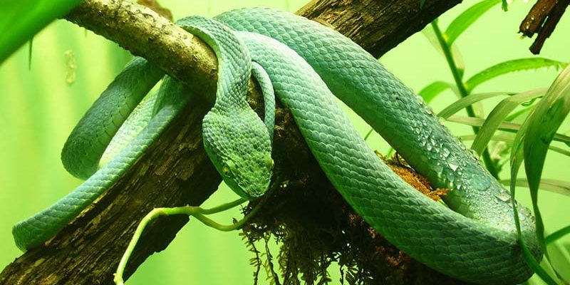 Palm Viper Snake
